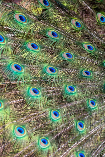 Fototapeta peacock feathers close up abstract 