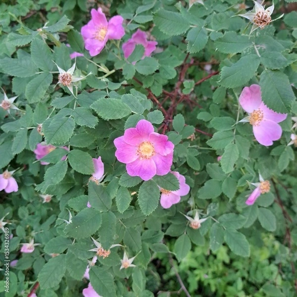 Obraz pink and white wild roses flowers