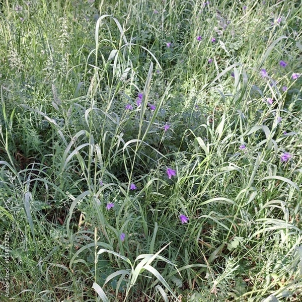 Obraz lavender in the garden
