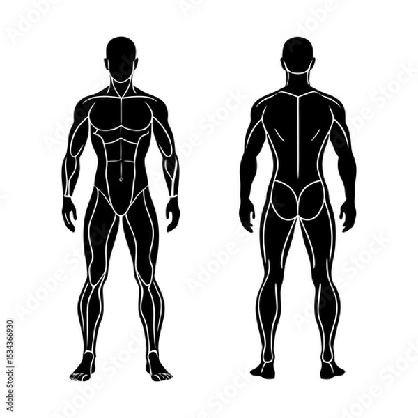 Obraz human body anatomy vector silhouette