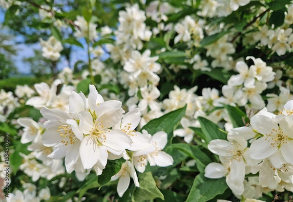 Fototapeta Dense cluster of Mock Orange blossoms, delicate white flowers with fragrant bright yellow stamens. Lush green leaves are interspersed among the profusion of bloom