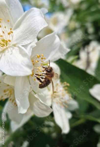 Fototapeta Honey bee diligently collecting pollen from the vibrant yellow stamens of a white Mock Orange (Philadelphus) flower