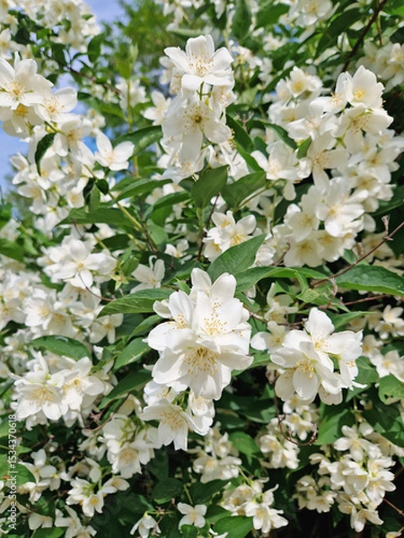 Fototapeta Dense cluster of Mock Orange blossoms, delicate white flowers with fragrant bright yellow stamens. Lush green leaves are interspersed among the profusion of bloom