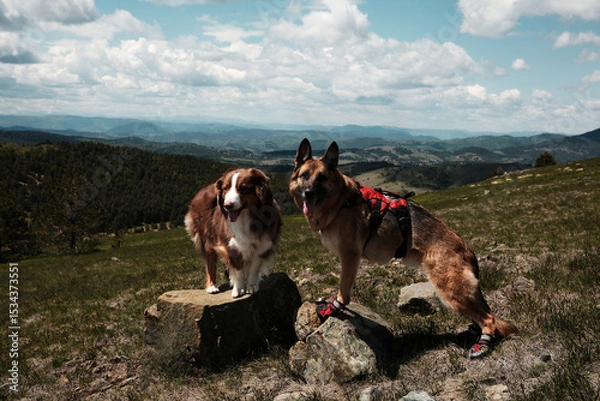 Fototapeta Two dogs - German and Australian shepherd standing on rocks on mountain Cigota, enjoying panoramic view over Serbian hills. Hiking with pets concept