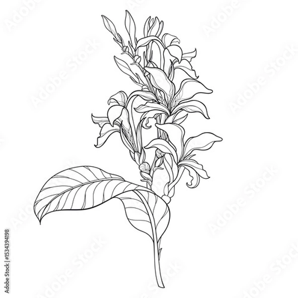 Obraz Bouquet of outline Canna lily flower with bud and leaf in black isolated on white background. 