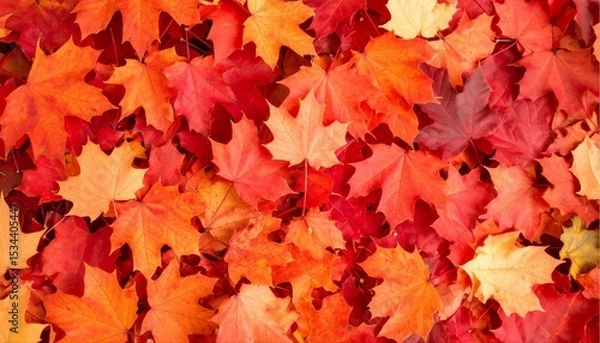 Obraz 紅葉を敷き詰めた素材画像