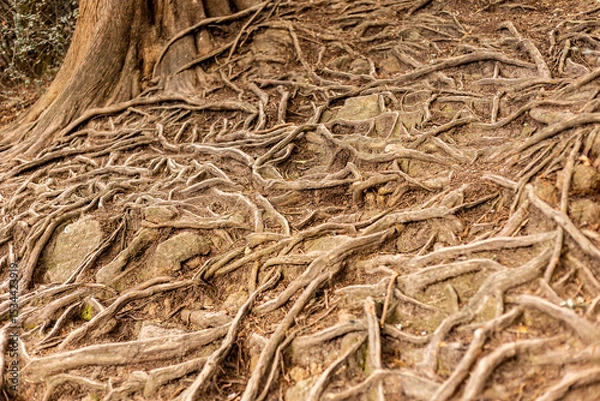 Fototapeta Tree roots emerging from ground