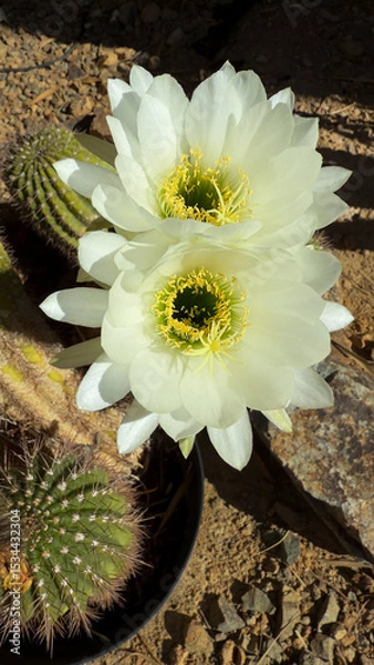 Obraz cactus flowers closeup