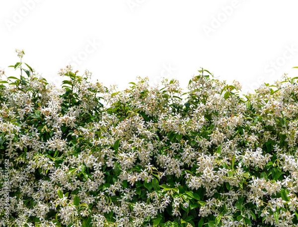 Obraz White flower hedge of Star Jasmine (Trachelospermum jasminoides) isolated, graphic element as border or fram