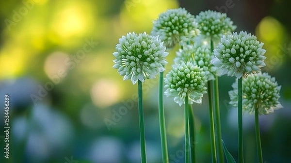 Fototapeta Vivid Depiction of Blooming Onion Flowers in a Lush Garden with Natural Lighting and Intricate Textural Details from an Optimal Vantage Point