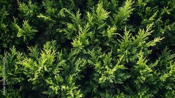Fototapeta Intricate representation of a meticulously arranged Leyland cypress hedge with lush evergreen foliage, designed to provide natural privacy and decorative appeal