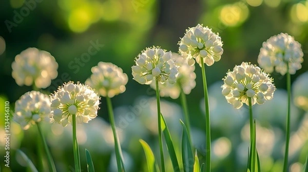 Fototapeta Enchanting Portrayal of Onion Blossoms in a Sunlit Garden with Exquisite Colors, Natural Shadows, and Refined Depth of Field Detailing Every Petal