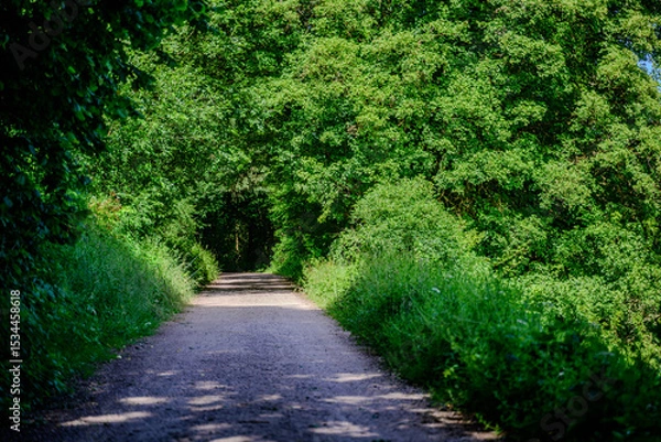 Fototapeta Lush green pathway surrounded by trees on a sunny day in a tranquil outdoor setting