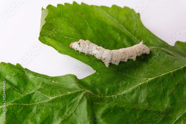 Fototapeta Close-up image of a white silkworm feeding on a fresh green mulberry leaf, isolated on a clean white background