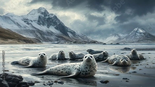 Obraz Harbor seals rest on a beach near snow-capped mountains under a dramatic sky.