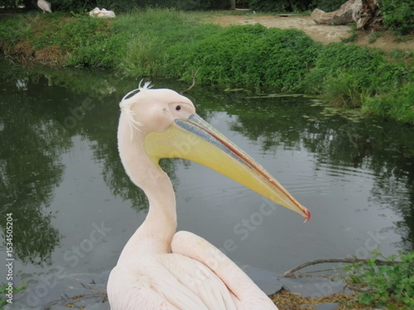 Obraz pelican