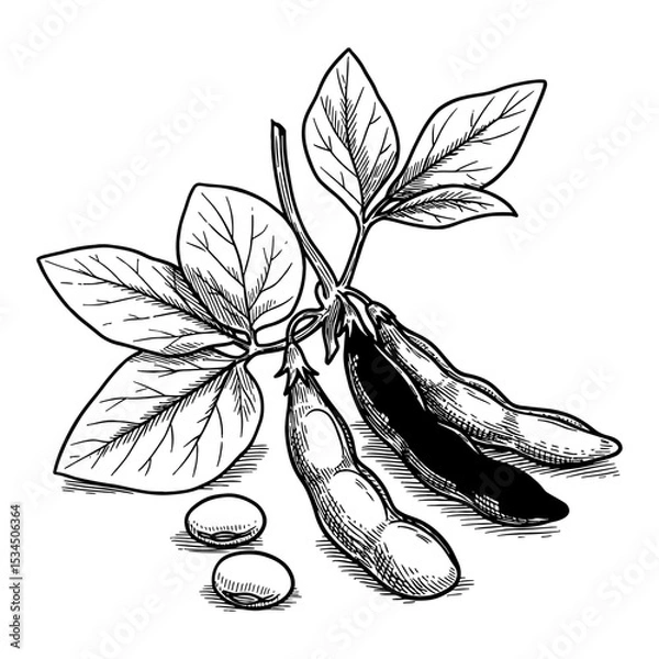 Fototapeta Detailed Soybean Plant with Leaves and Pods Black and White Outline Line Art Drawing Isolated Vector Illustration