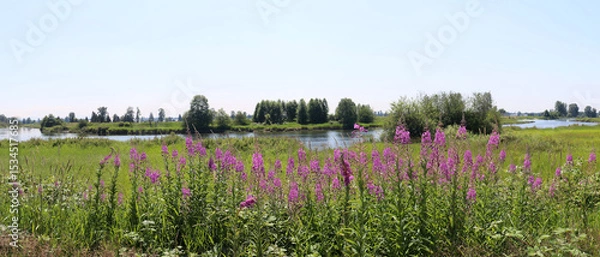 Obraz Summer scenery with wild flowers and river