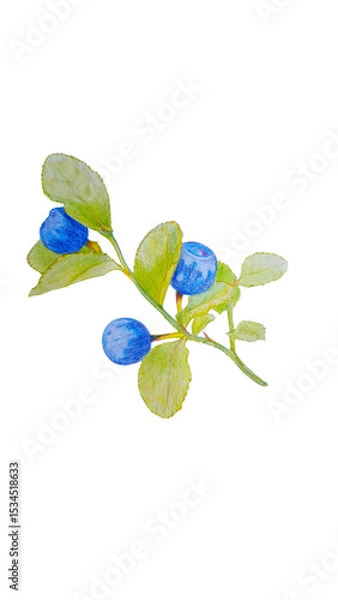 Fototapeta Bilberry branch with ripe berries on transparent background. Botanical hand painted illustration of bilberry. 