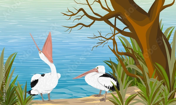 Obraz A pair of pelicans stand on a sandy beach under a large tropical tree. Wild birds of Australia, New Guinea and Indonesia. Vector realistic illustration
