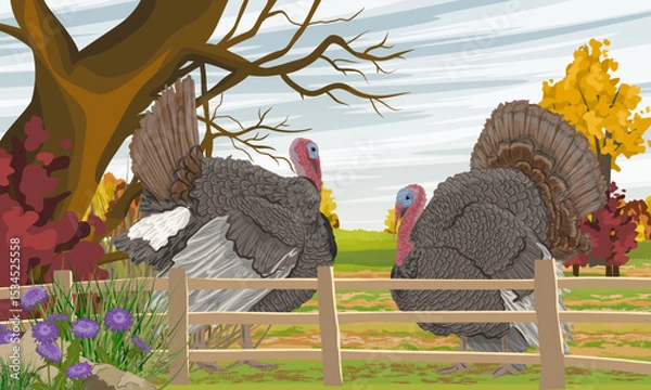 Obraz A pair of male turkeys stands on a meadow in front of a fence in a poultry yard. Domestic and farm bird in autumn. Realistic vector landscape