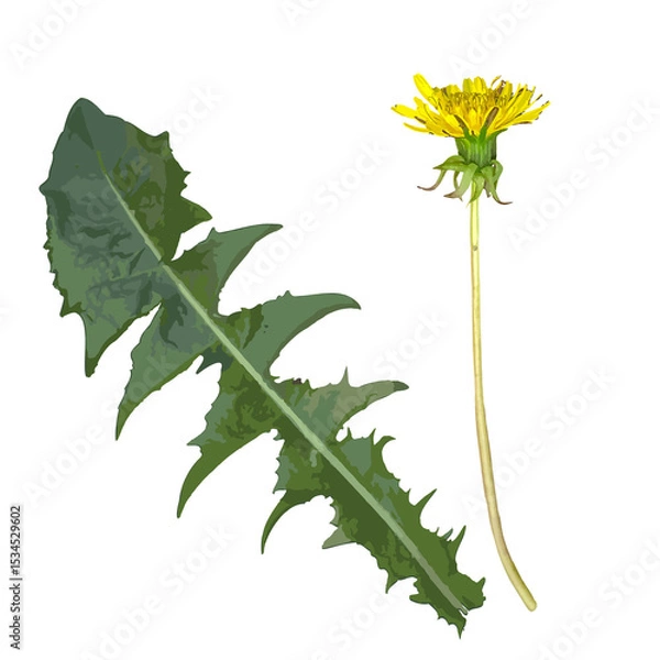 Obraz Dandelion Flower and Leaf Isolated on White Background