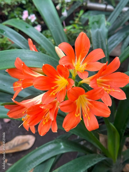 Obraz Clivia miniata in botanical style, vibrant orange and green colors, representing tropical bloom and garden freshness