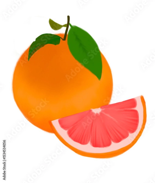 Fototapeta grapefruit illustrations