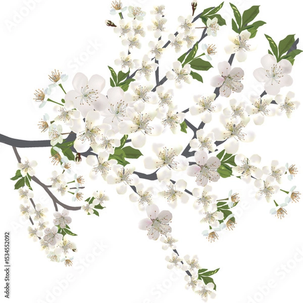 Obraz isolated white lush blossoming spring branch