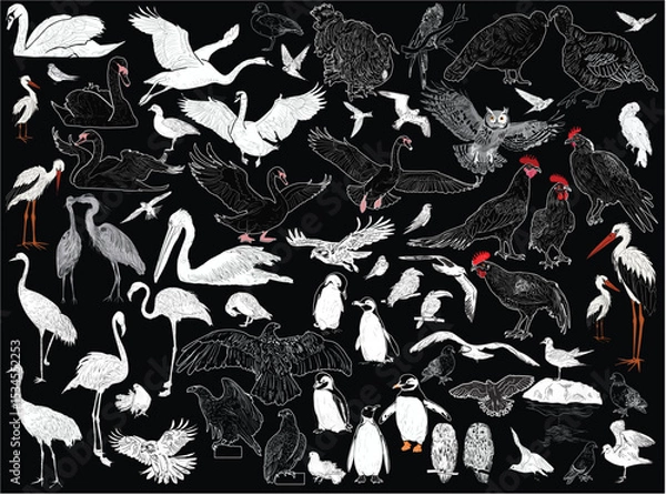 Obraz large birds white sketches set on black