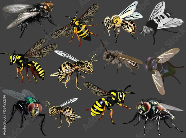 Obraz flies and wasps color set isolated on grey