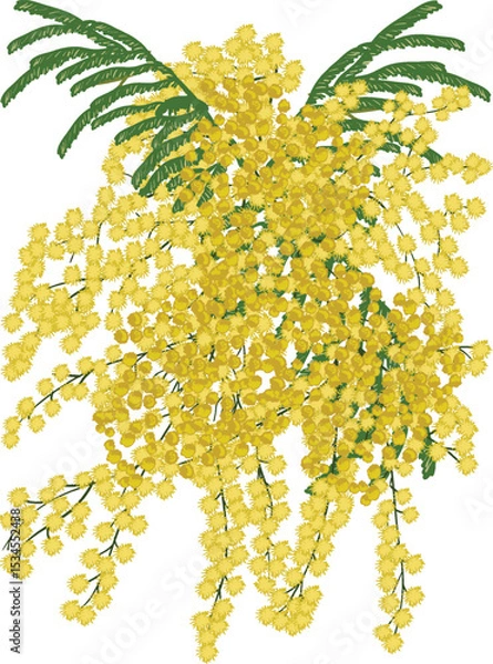 Obraz isolated yellow mimosa lush branch illustration