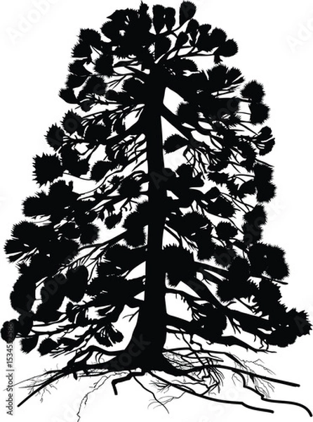 Obraz isolated high old pine with black root