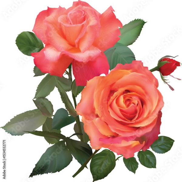Obraz two light red roses  with green foliage on white