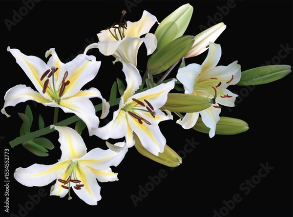 Obraz light lily five blooms flower isolated on black