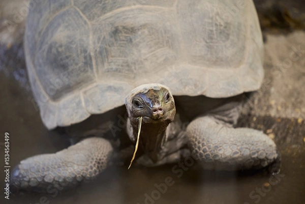 Obraz The Galápagos tortoise or Galápagos giant tortoise, Chelonoidis niger