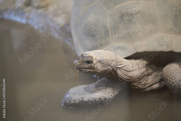 Obraz The Galápagos tortoise or Galápagos giant tortoise, Chelonoidis niger