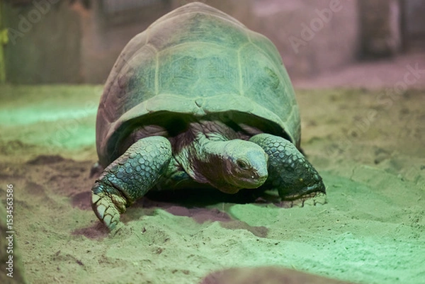 Obraz The Galápagos tortoise or Galápagos giant tortoise, Chelonoidis niger