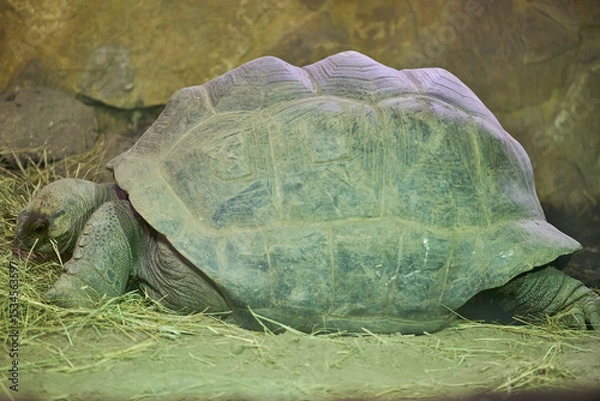 Obraz The Galápagos tortoise or Galápagos giant tortoise, Chelonoidis niger