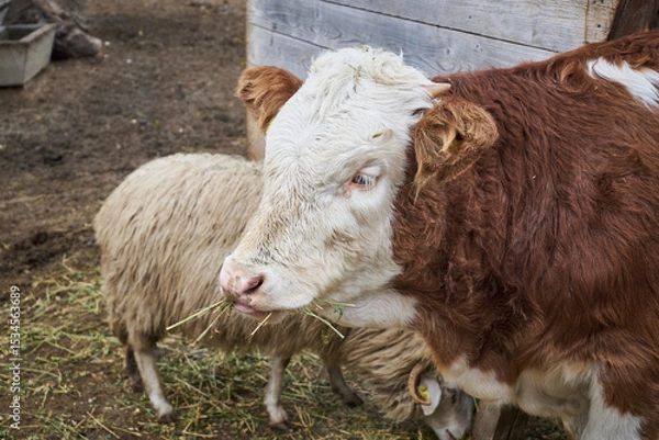 Obraz The Hereford is a British breed of beef cattle originally from Herefordshire