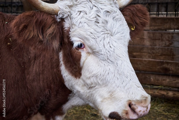 Obraz The Hereford is a British breed of beef cattle originally from Herefordshire