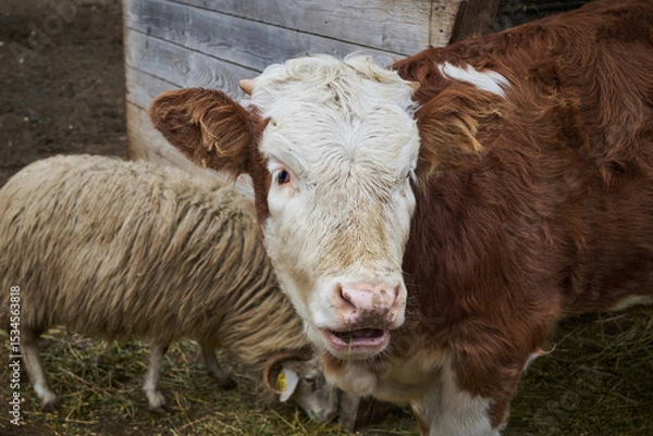 Obraz The Hereford is a British breed of beef cattle originally from Herefordshire