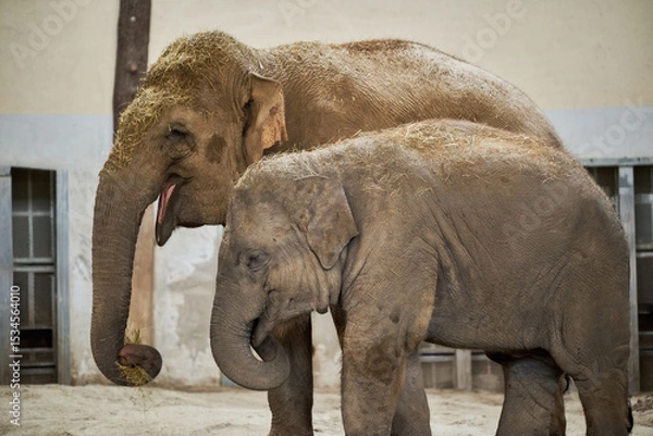 Obraz The Asian elephant (Elephas maximus) with baby elephant