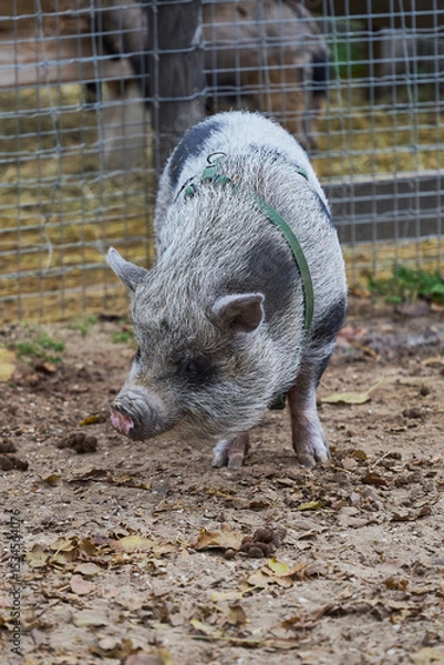 Obraz Vietnamese Pot-bellied, Lon I pig