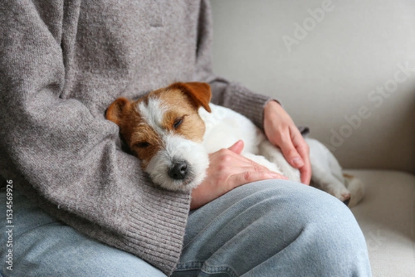 Obraz Jack russell terrier sleeping on woman's lap. Copy space, background.