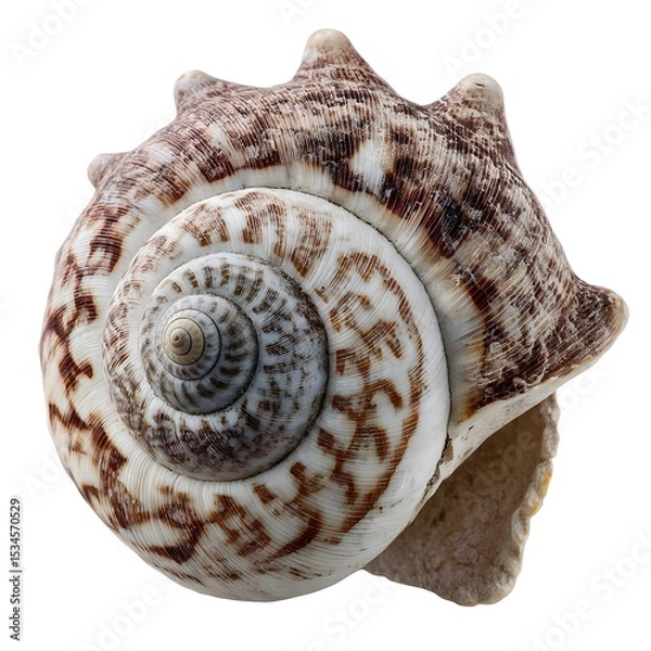 Obraz seashell isolated on white background