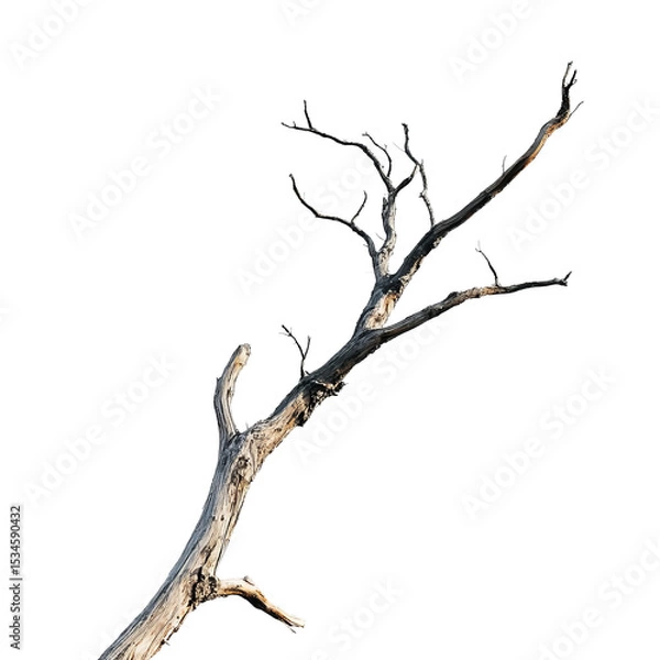 Fototapeta Dead Tree Branch: A detailed close-up shot of a gnarled, dead tree branch against a plain white background. The branch displays a variety of textures and colors.