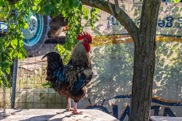 Obraz A magnificent rooster with vibrant plumage stands on an old camping table in the shade of a tree in a rural setting