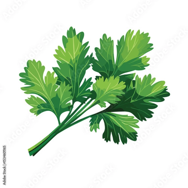 Obraz Fresh Parsley Leaf Vector Illustration for Healthy Food Concepts