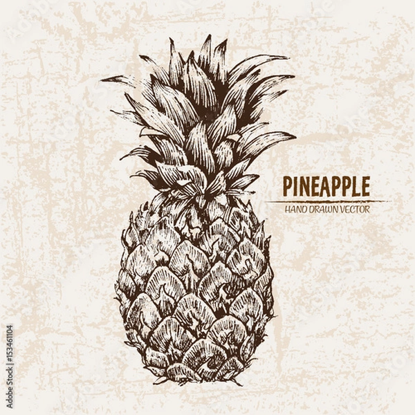 Fototapeta Digital vector detailed line art pineapple fruit hand drawn retro illustration collection set. Thin artistic pencil outline. Vintage ink flat style, engraved simple doodle sketches. Isolated